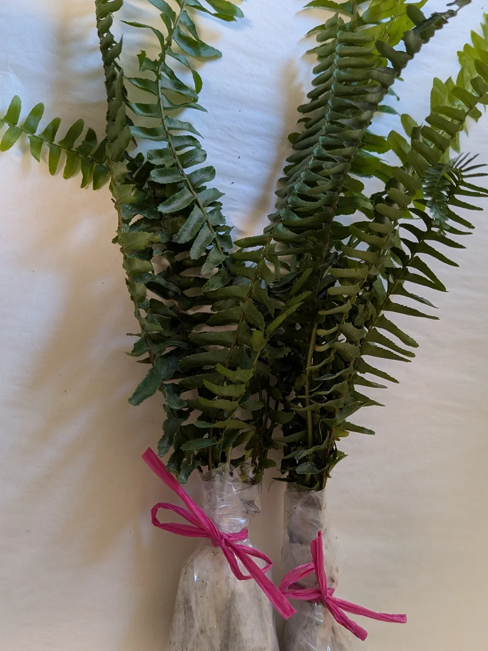 Pet Habitat Plant Boston Fern Cuttings for Reptile Habitats - Green
